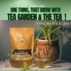 First Flush Darjeeling Tea